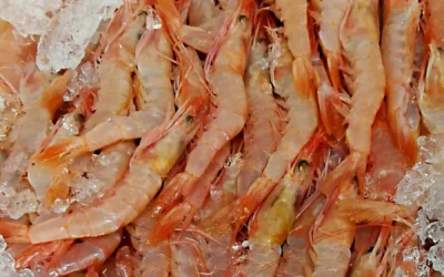 Día de la Gamba y del Pulpo